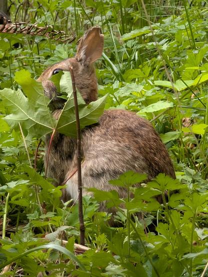 Bunny sitting behind a maple sapling about as tall as it, chowing down on a big leaf