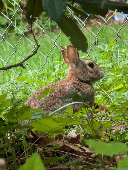 Brown wild bunny sitting in lush green vegetation next to a chain link fence