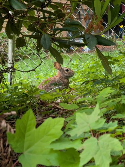 Zoomed out version of the previous photo showing the bunny just sitting there with its ears perked up