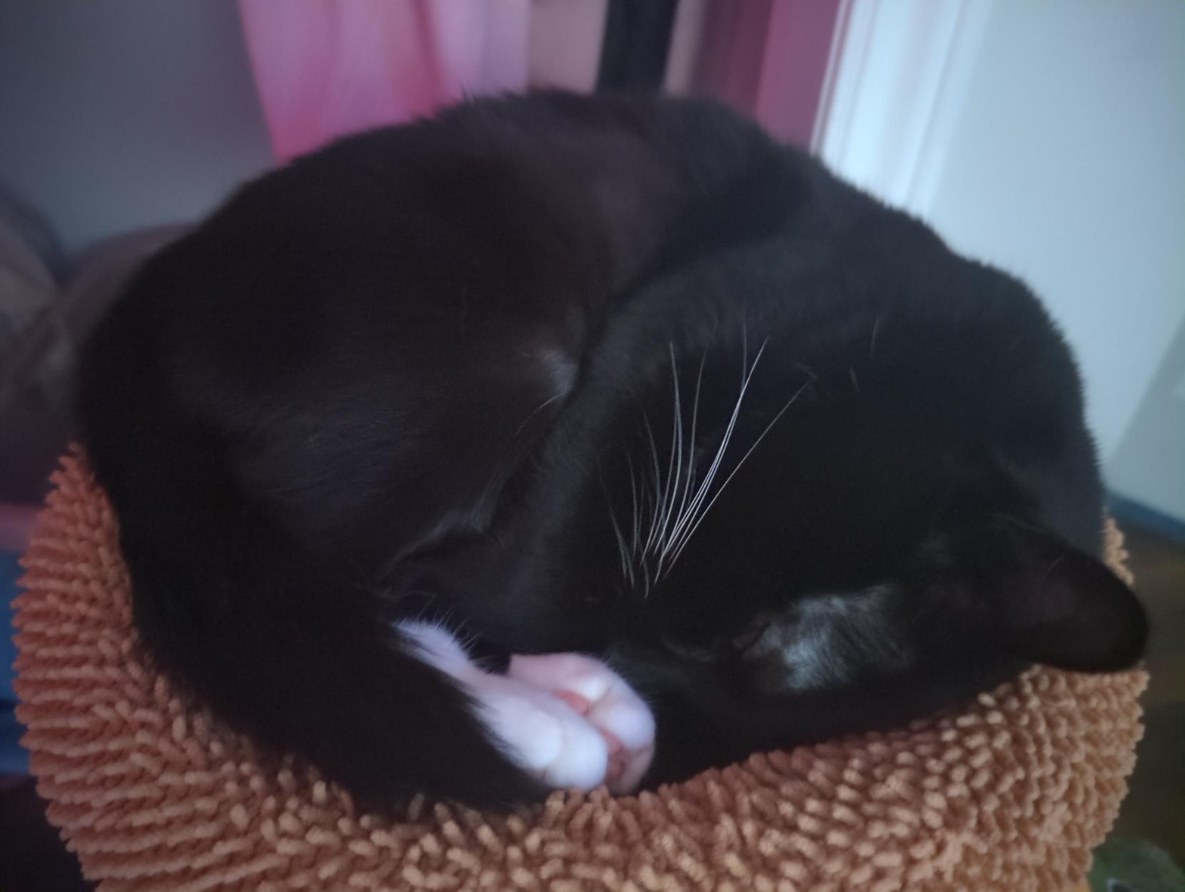 Tux Mini sleeping curled up with her toes at her nose