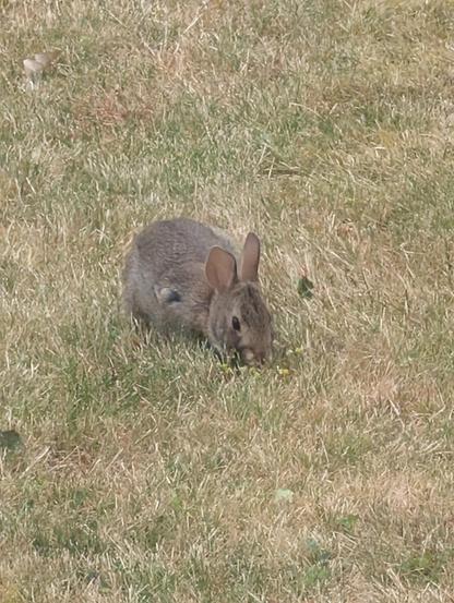Side view of a wild rabbit in dry grass