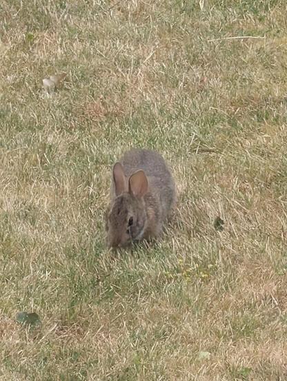 The same bunny now facing the camera