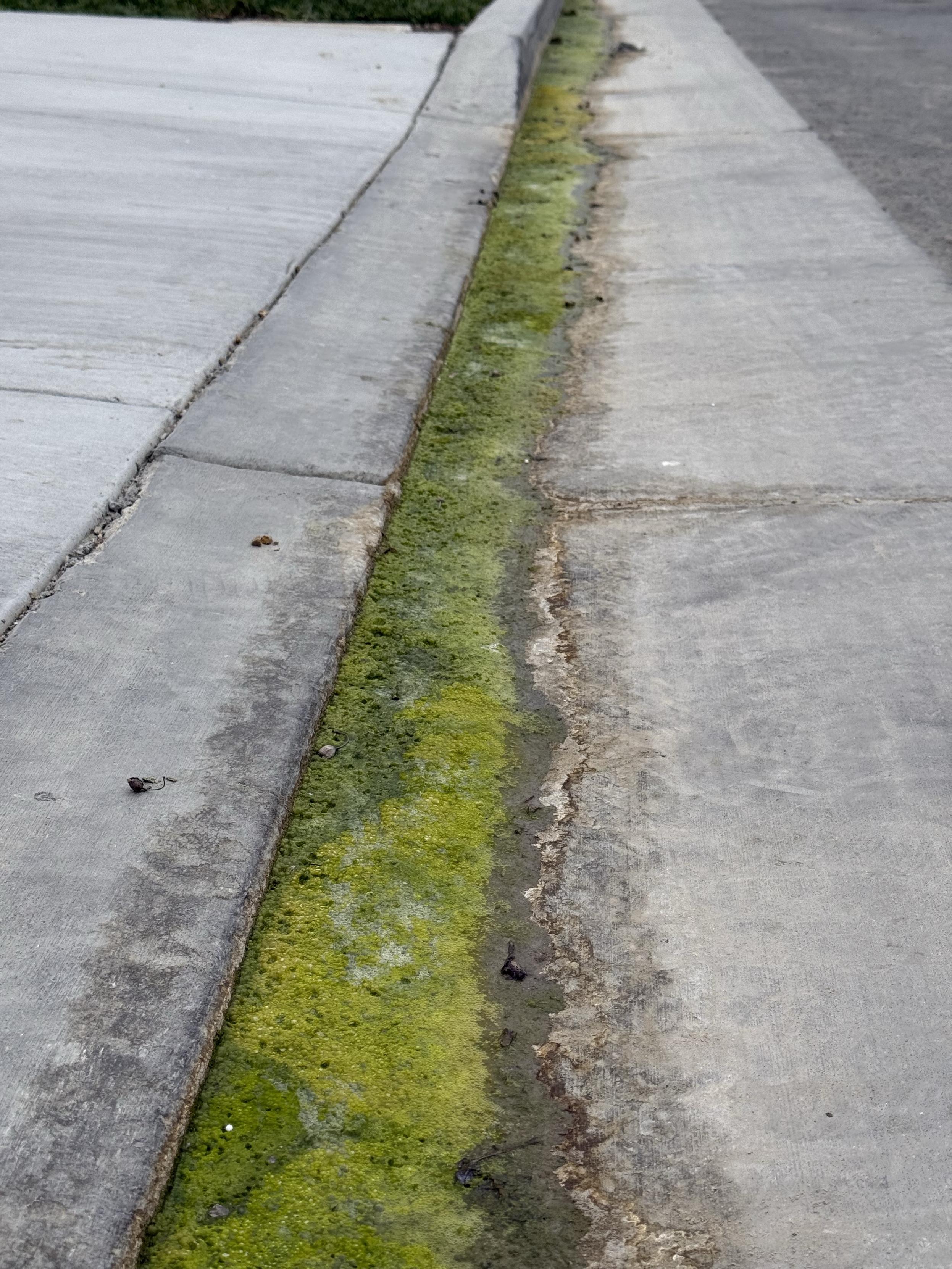 A close-up view of a concrete curb and gutter, featuring a greenish layer of algae or moss alongside a dirty water channel. 

Clearly vandals have been busy seeding the pristine gutter runoff with algae spores. 

No word on arrests yet, but suspicious gangs of youths on electric motorcycles have been spotted doing wheelies down nearby streets.