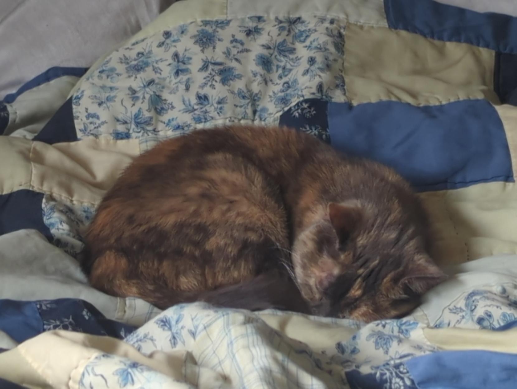 Niki was glad i stopped streaming so she could rest in the bed's warm spot