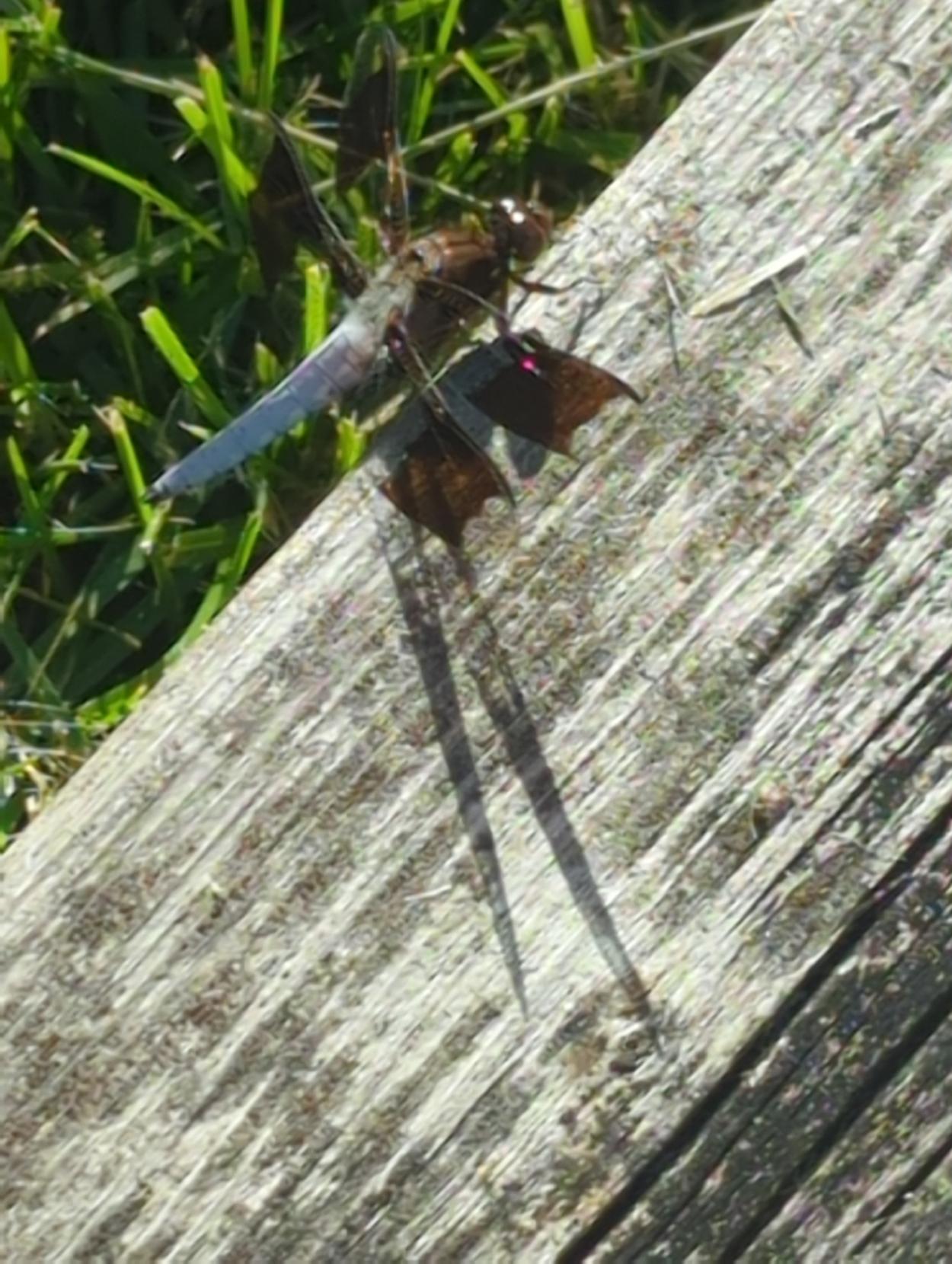 Dragonfly closeup