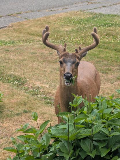 A deer chowing down on leaves from some kind of bush, looking right at me