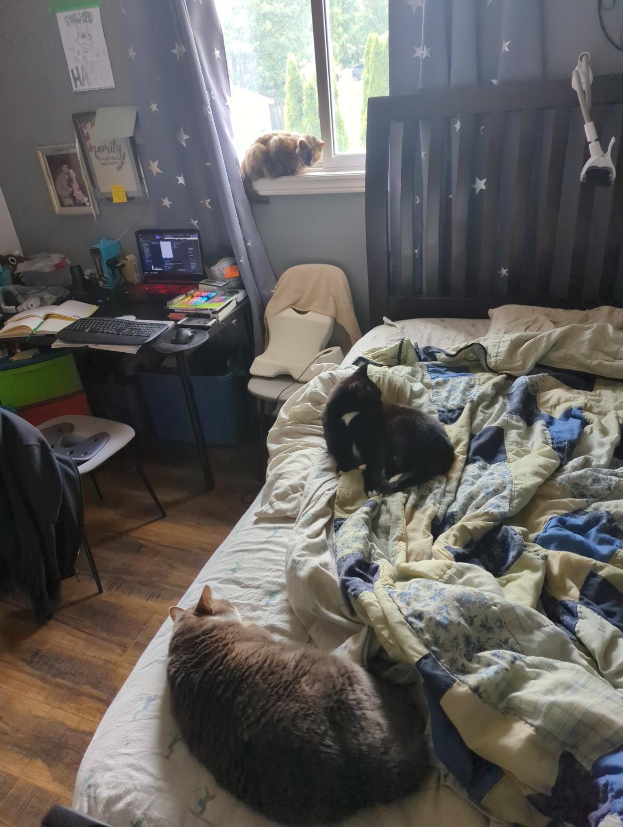 An early Caturday meetup of Tabby Pixi, Tux Mini, and Tordi Niki