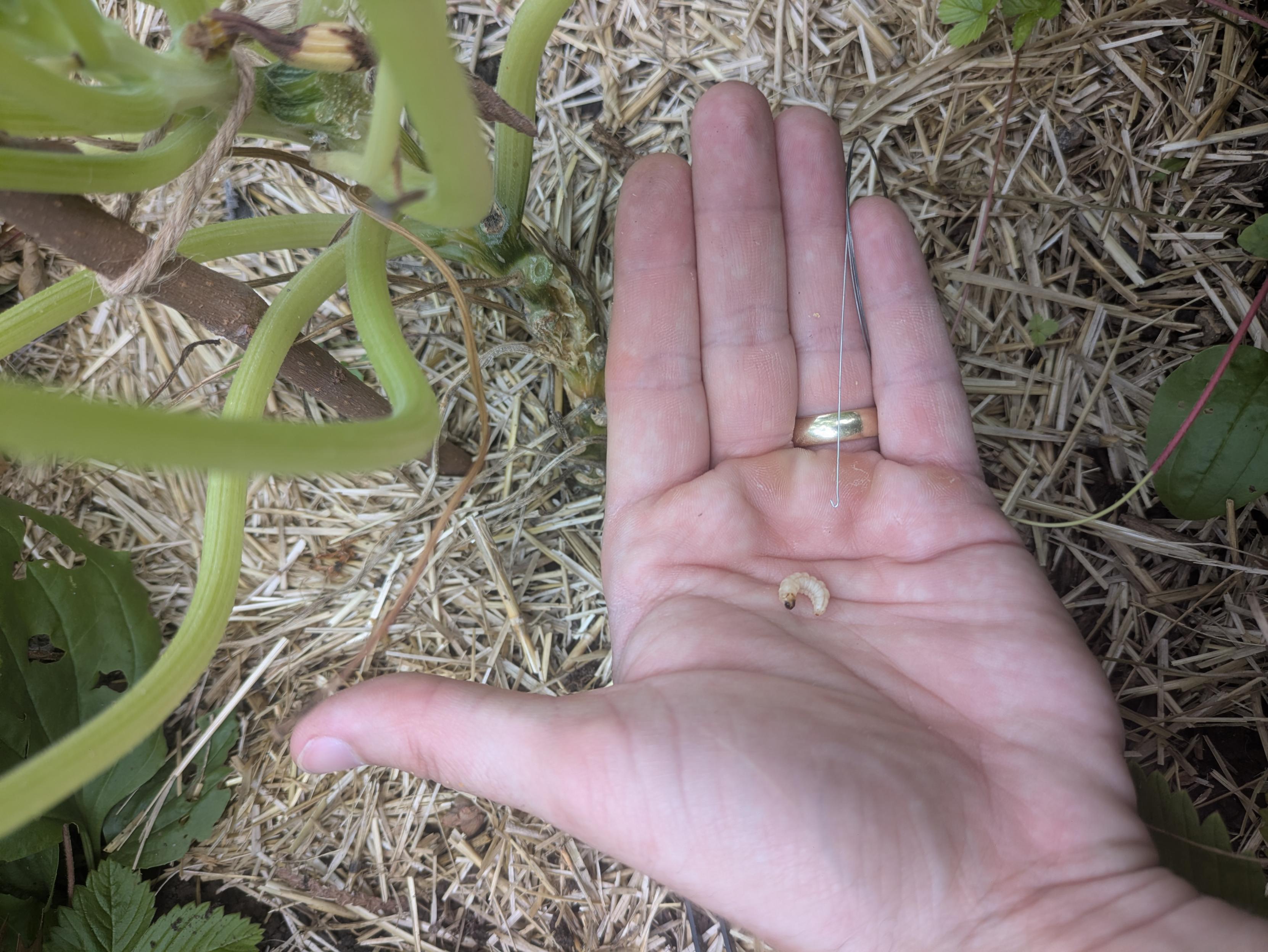 A small grub, a squash vine borer, freshly pulled out of the stem of a zucchini plant. A tiny hook made from an old guitar string was used, and is in frame