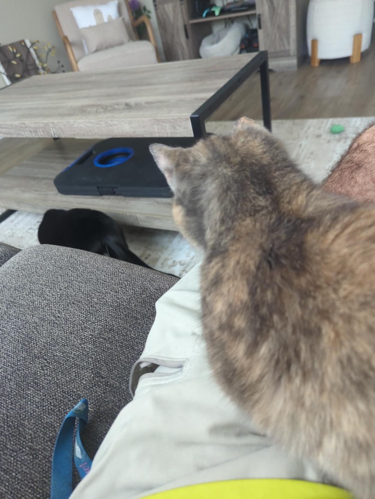 Tordi Niki on my lap overlooking Tux Mini below