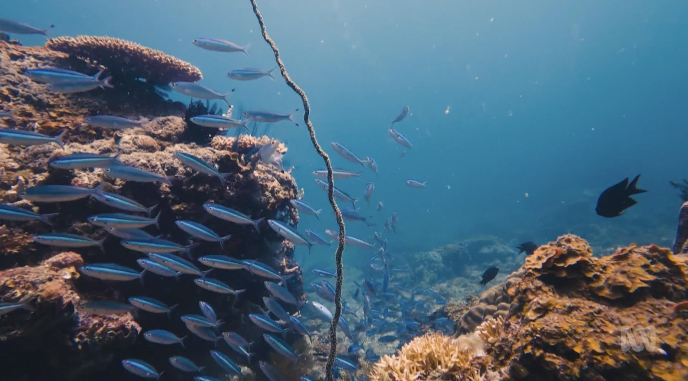 A pristine coral reef in the Phillipines. 

source https://www.abc.net.au/news/2026-05-27/race-around-the-world/106710030