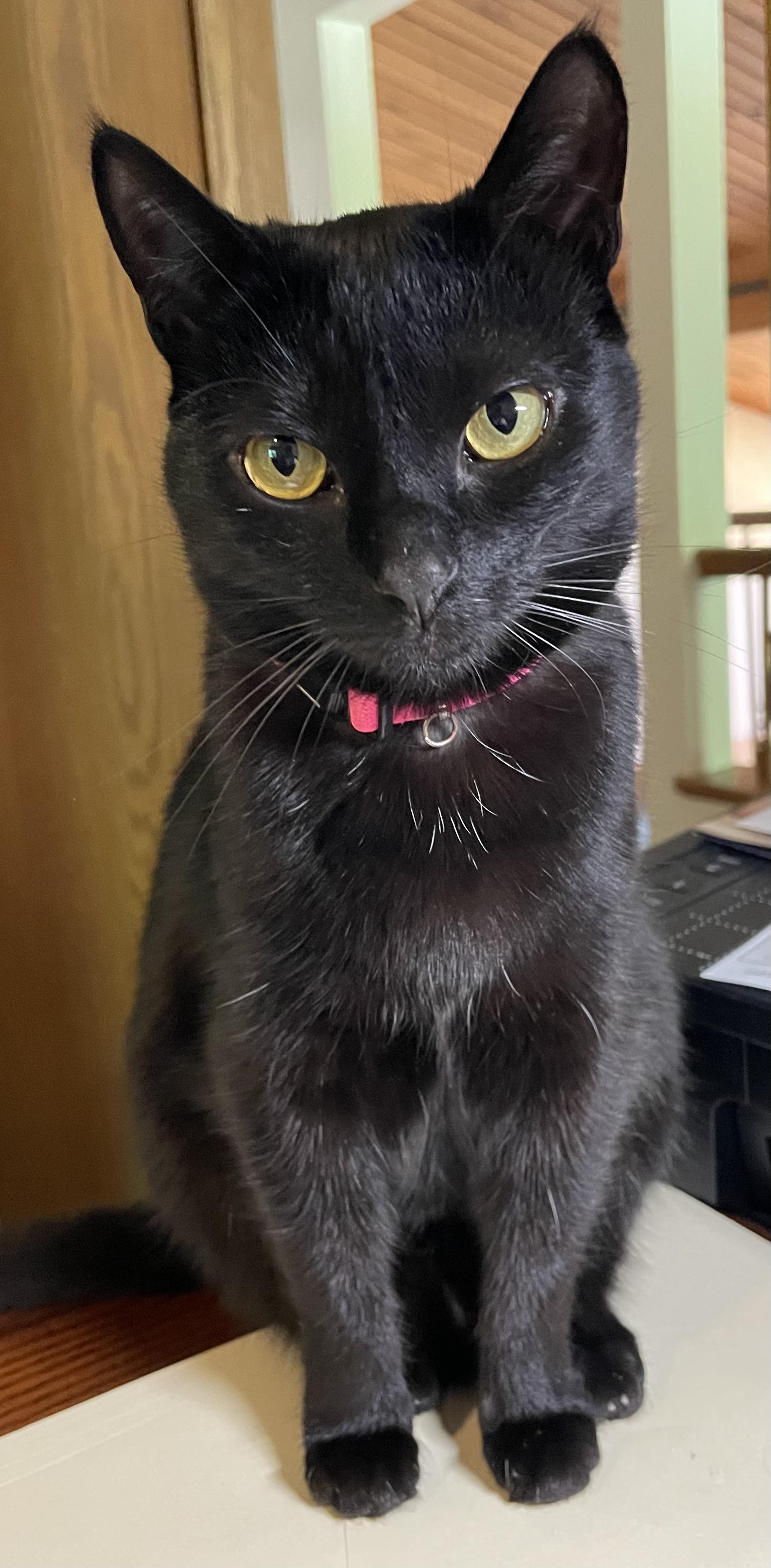 Stop paying bills, I''m hungry. #Caturday