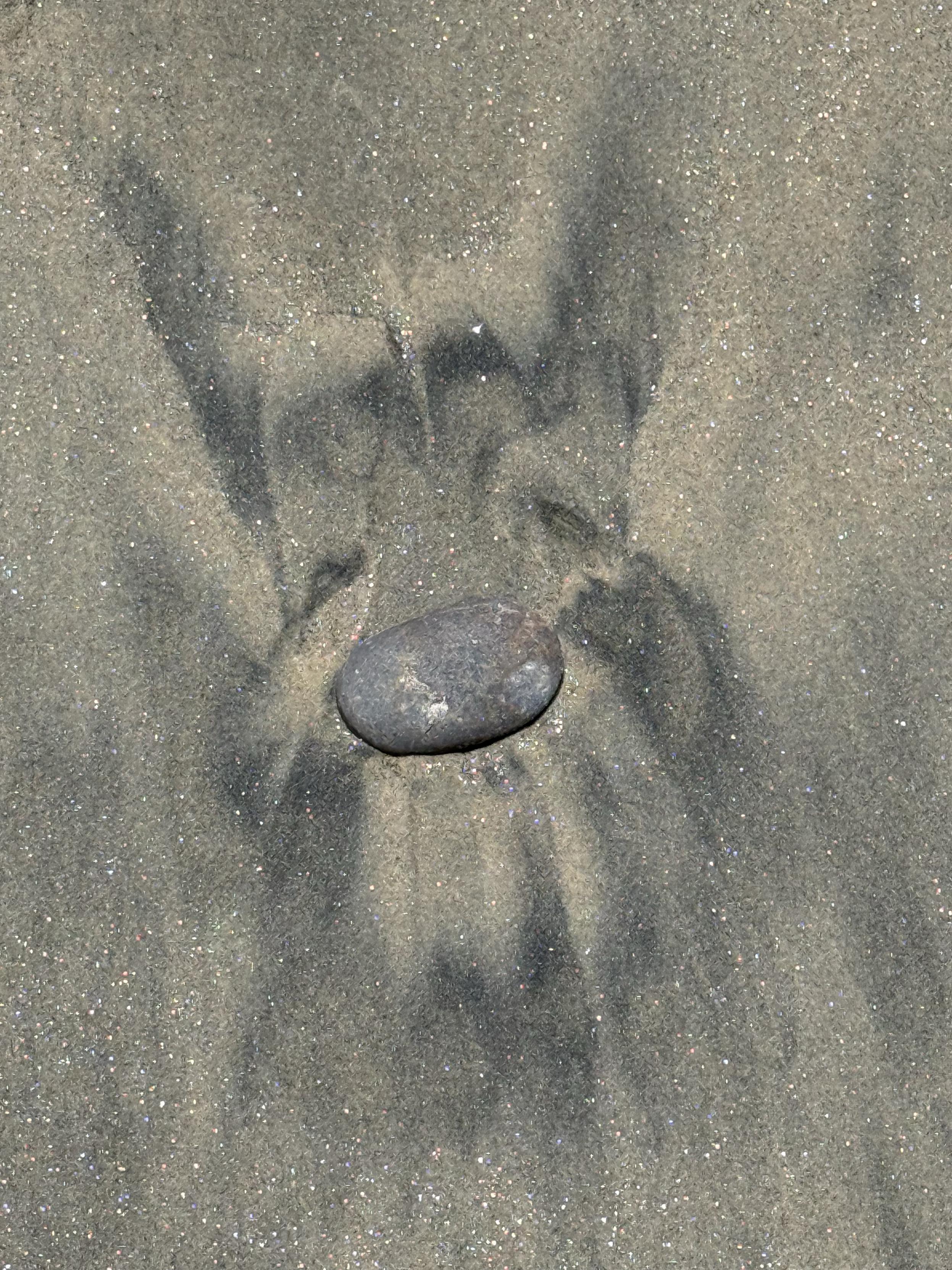 A smooth oval rock lies in damp shoreline sand at the beach. The sand has golden sparkles from mica (fool’s gold) and dark streaks of iron fillings arranged by the waves at higher tides. 

The image is shaped a little like a shaggy terrier, with heavy eyebrows, a wispy beard and the rock as its nose.