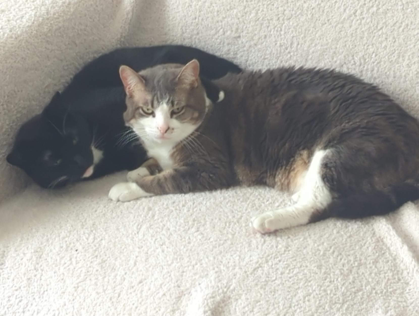 Tux Mini about to lick Tabby Pixi