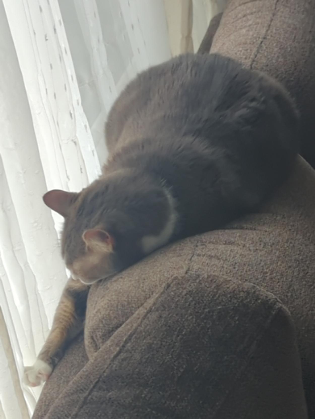 Tabby Pixi balanced but reaching