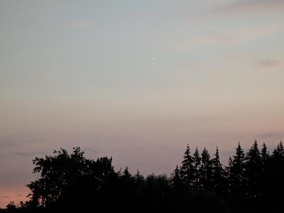 Venus lighting up the evening sky, still pink and purple from the setting sun, above a line of talk pine trees silhouetted
