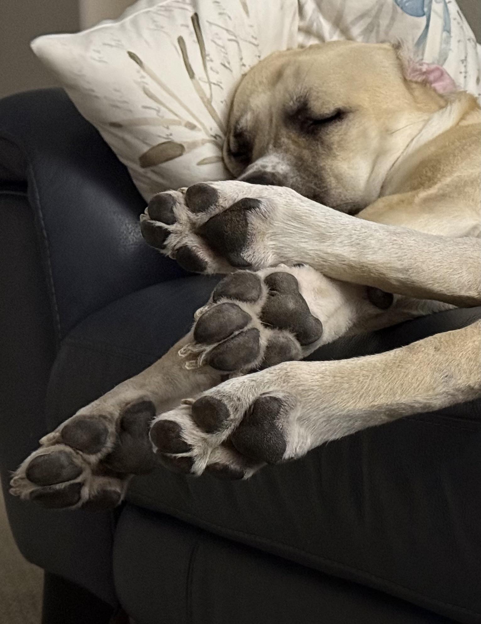 Moose, a large white Anatolian Shepherd, lies asleep on a blue couch with his head on a white pillow. 

In the foreground all four feet are tangled up together, with all the toe beans visible.