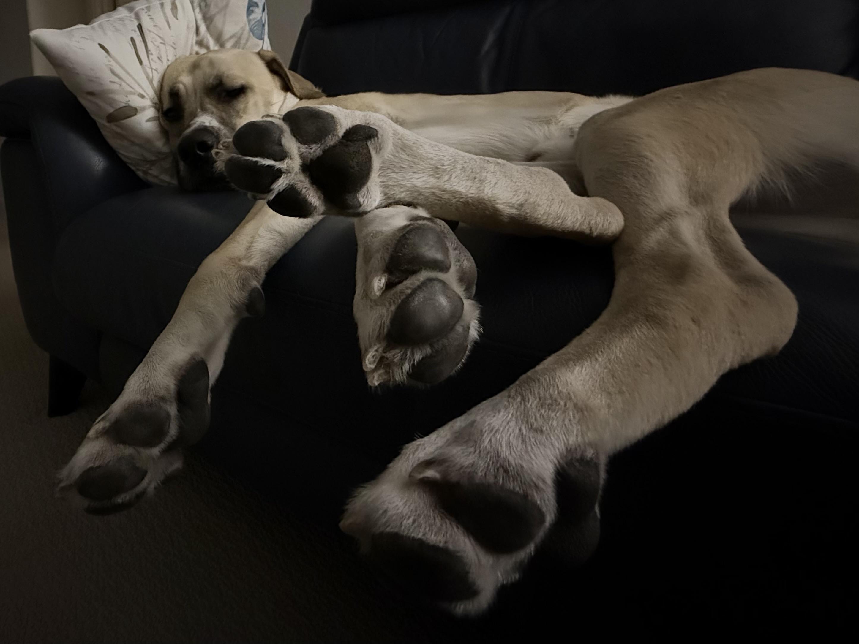 Another view. He has relaxed a bit, and limbs splay in all directions. A wide angle lens makes the toe beans dominant in the photo. His eyes are slightly open - he’s noticed me taking his picture.