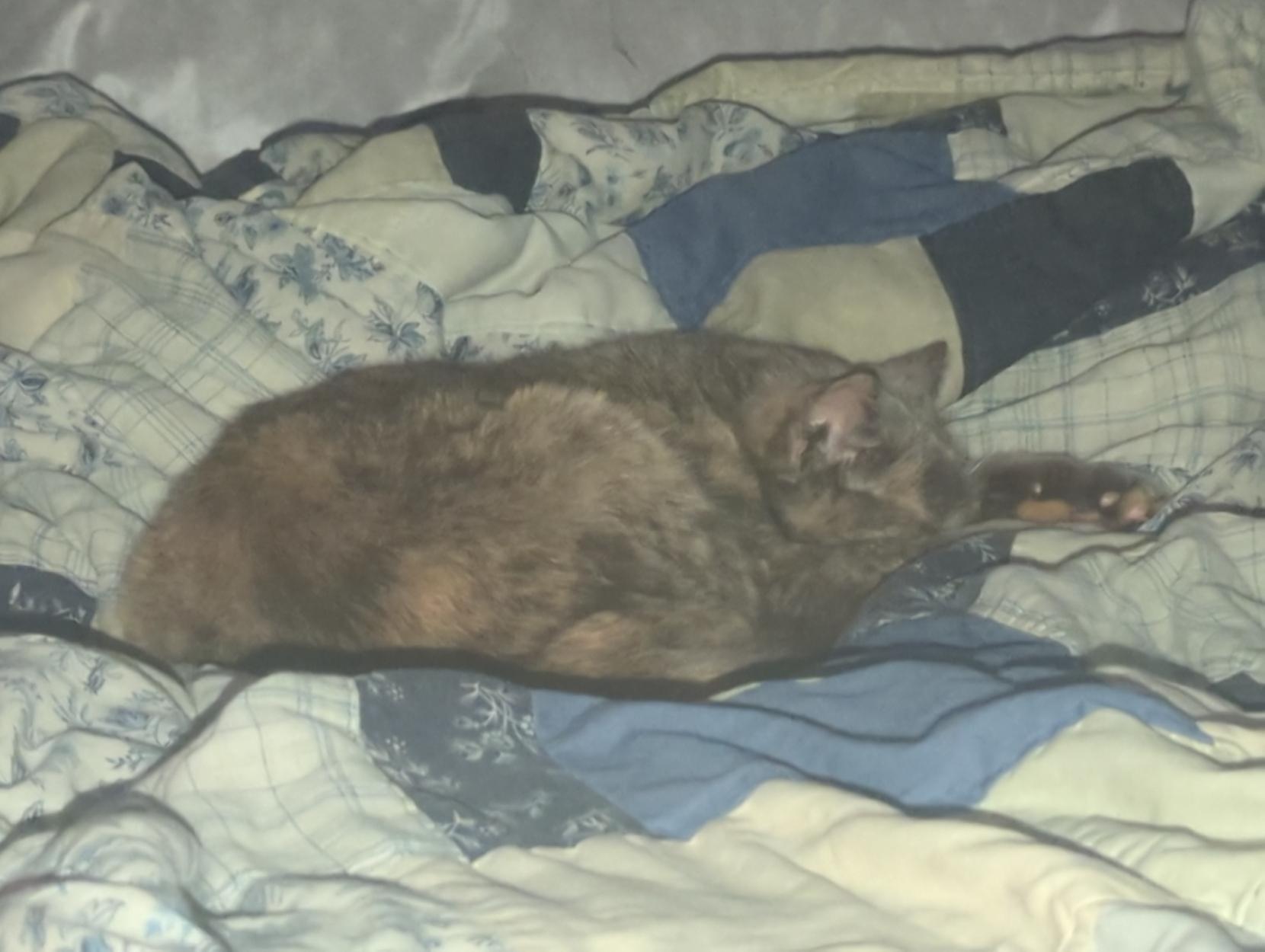 Niki sleeping on my bed