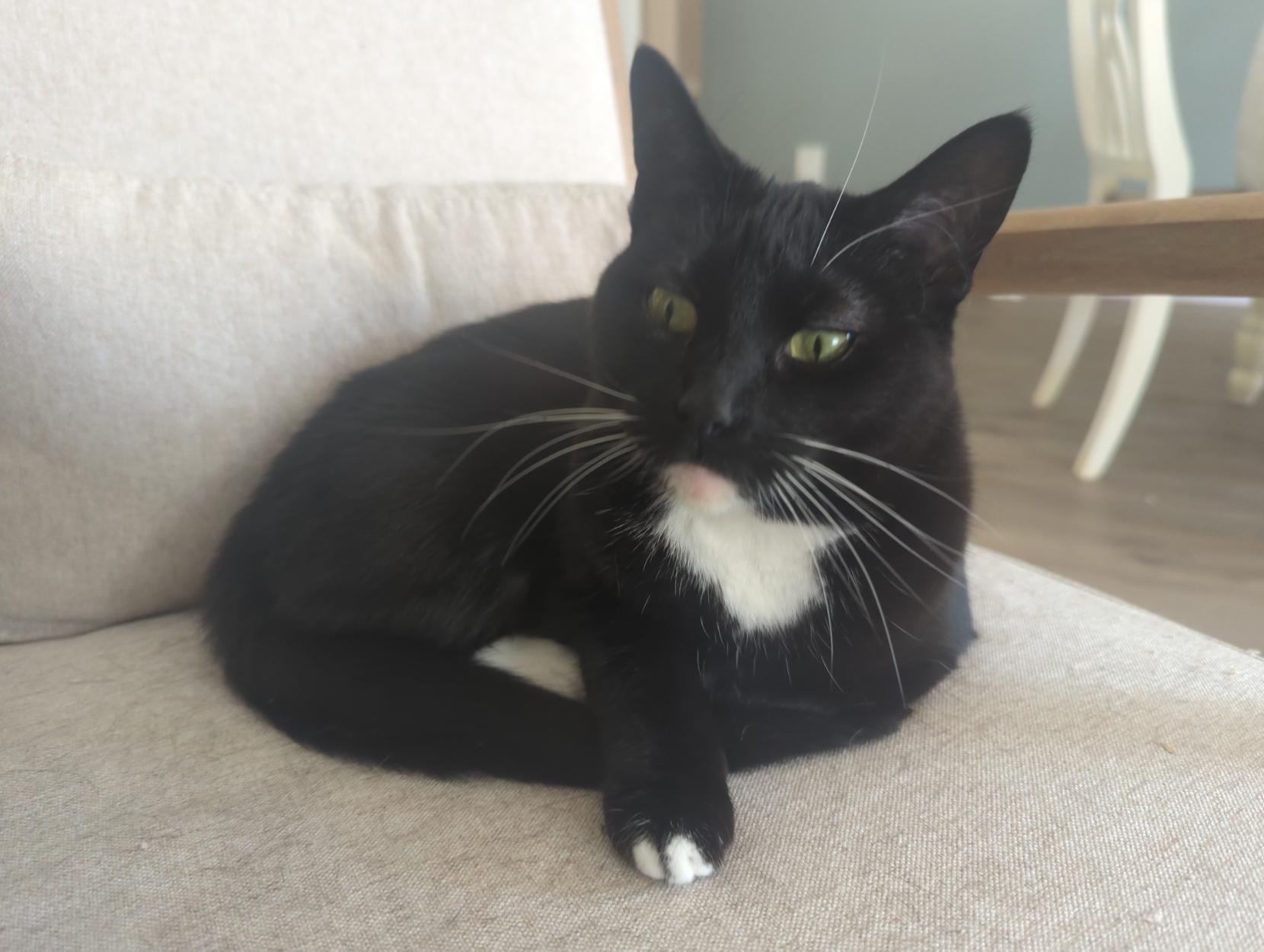 Mini Tux with white tipped paw extending from the void