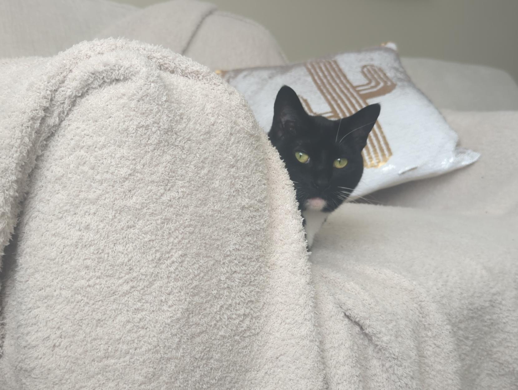 Tux Mini's head peeking out from a headrest