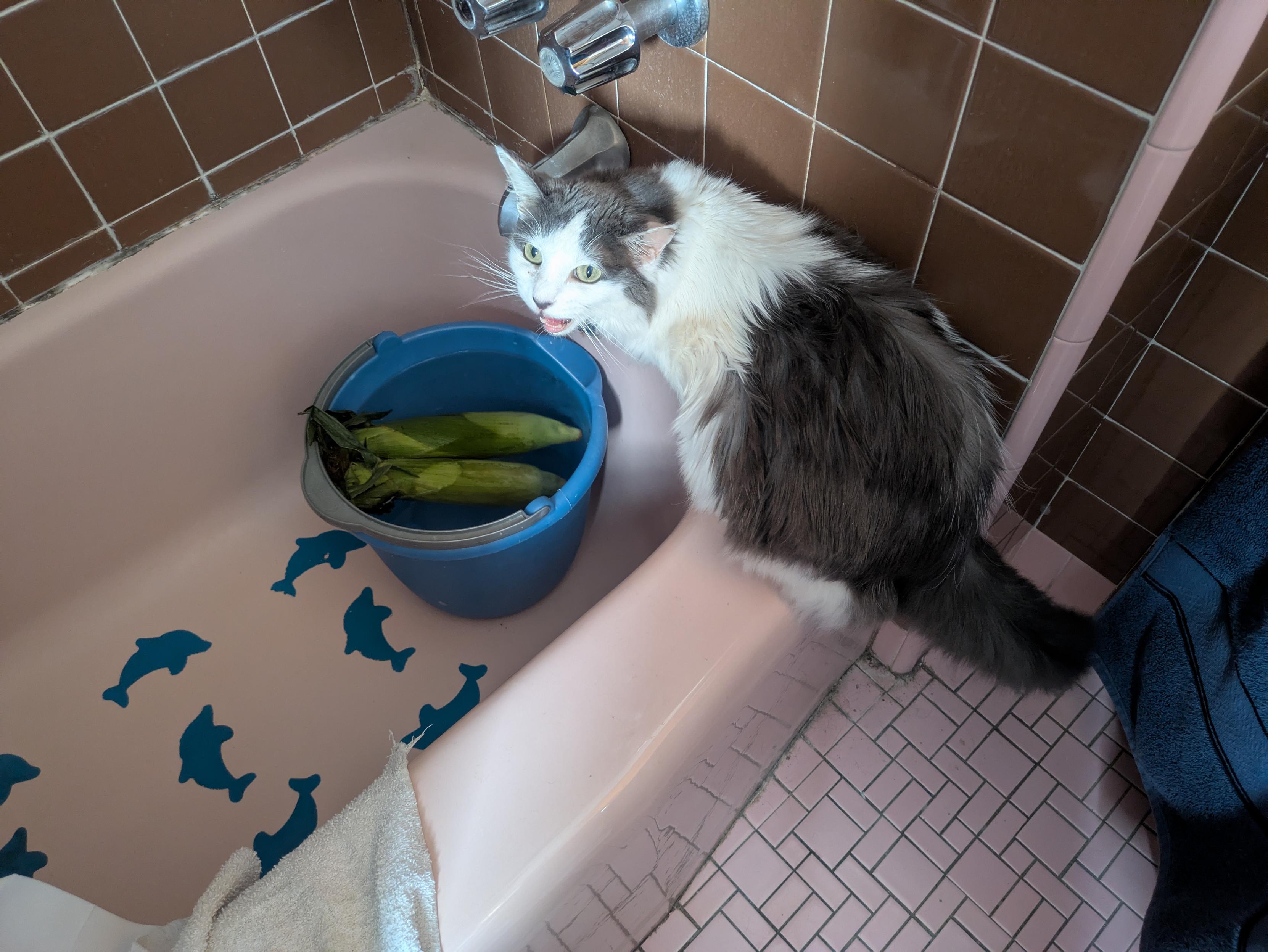 A cat meowing at a bucket of corn