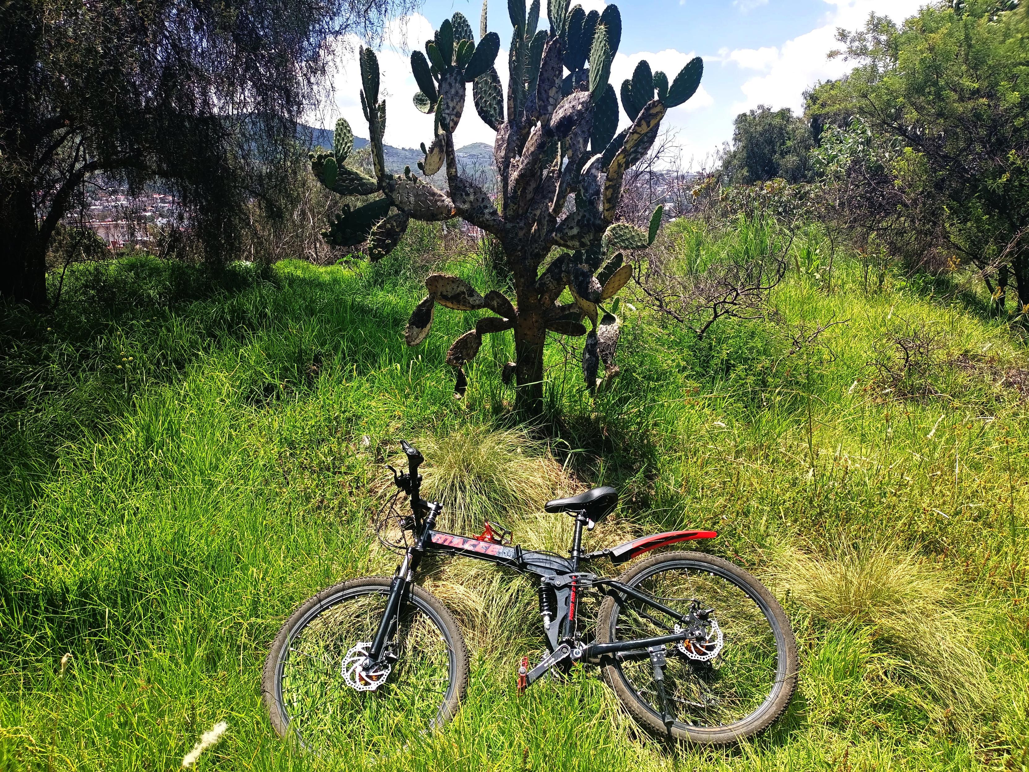 a photo of my bike laid on the grass in front of a cacti during my ride.
