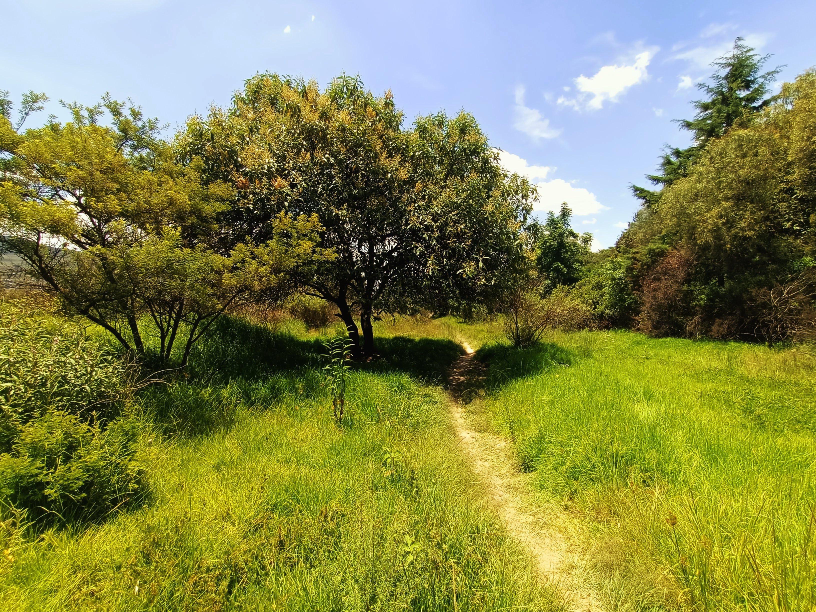 a small trail on a hill, where there's a tree like a stop point to cover from sun rays.