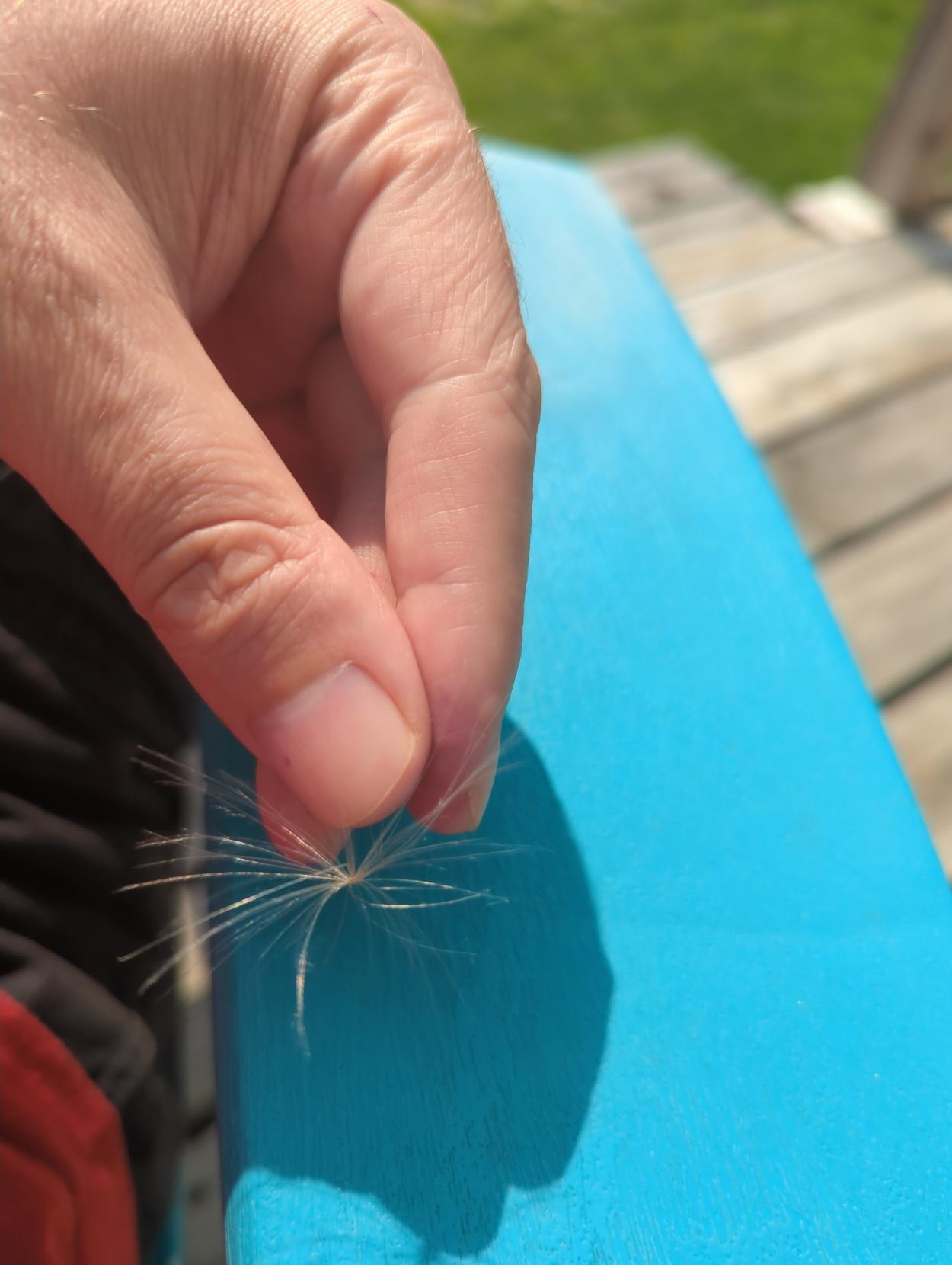 A wispy seed pod in my left hand