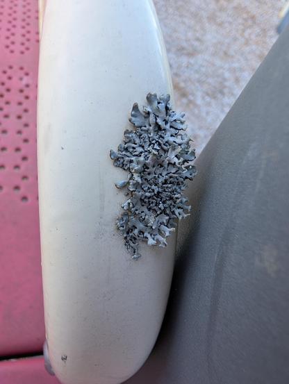 Closeup of gray lichen on a faded yellow playground structure