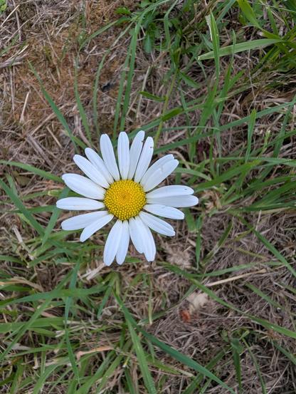 White flower with lots of long skinny white petals surrounding a yellow center made of lots of tiny yellow dots