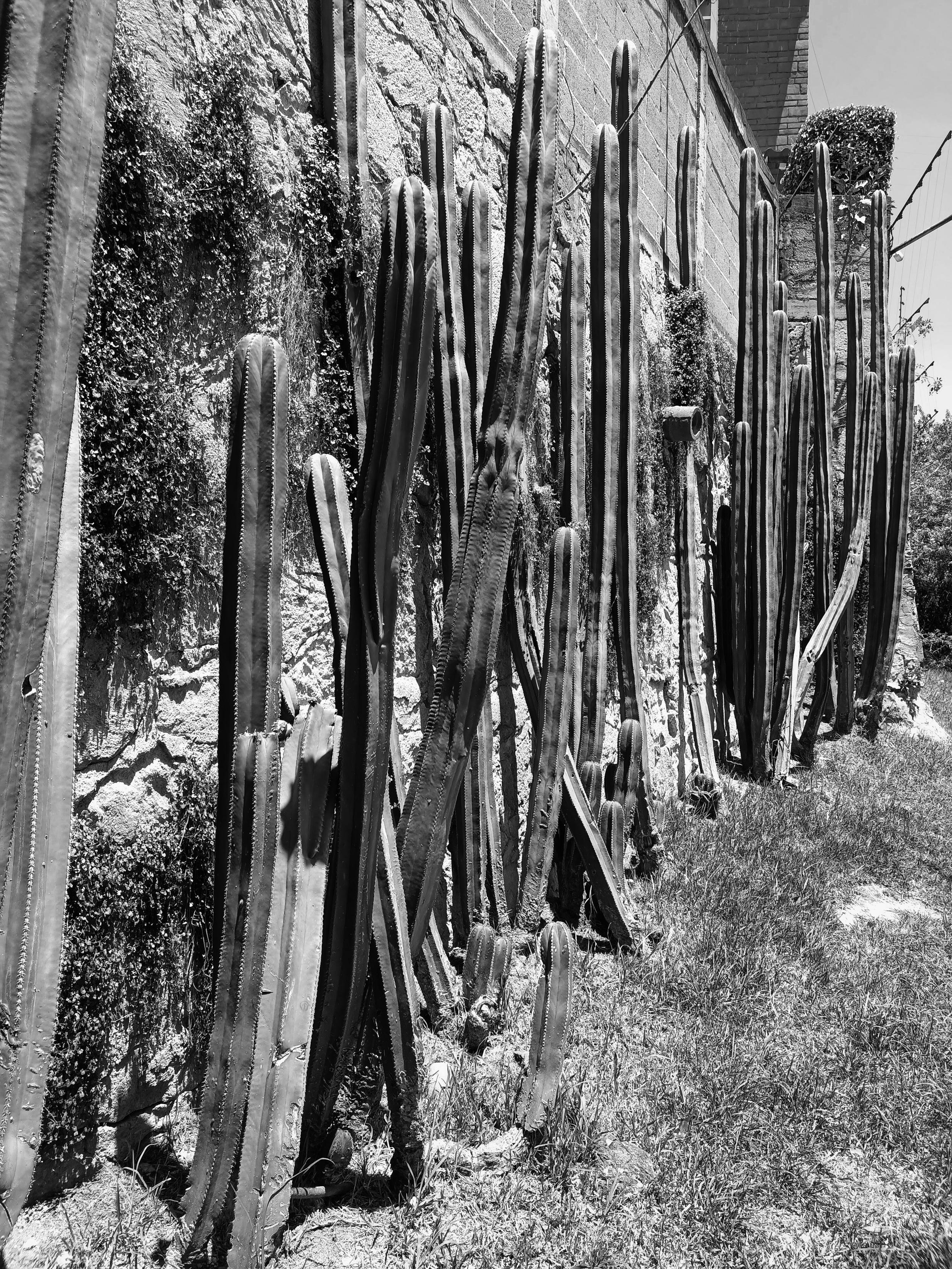 a set of cacti in front of a wall like if they were in line for something..