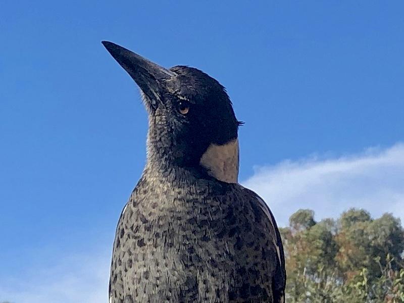 2021AUG28

Magpies and feeding time. Sir Robin. A youngster that has been feeding since fledging. Robin is a bit timid and gangly and getting bolder as she gets older.

source https://www.flickr.com/photos/bootload/51407581781/