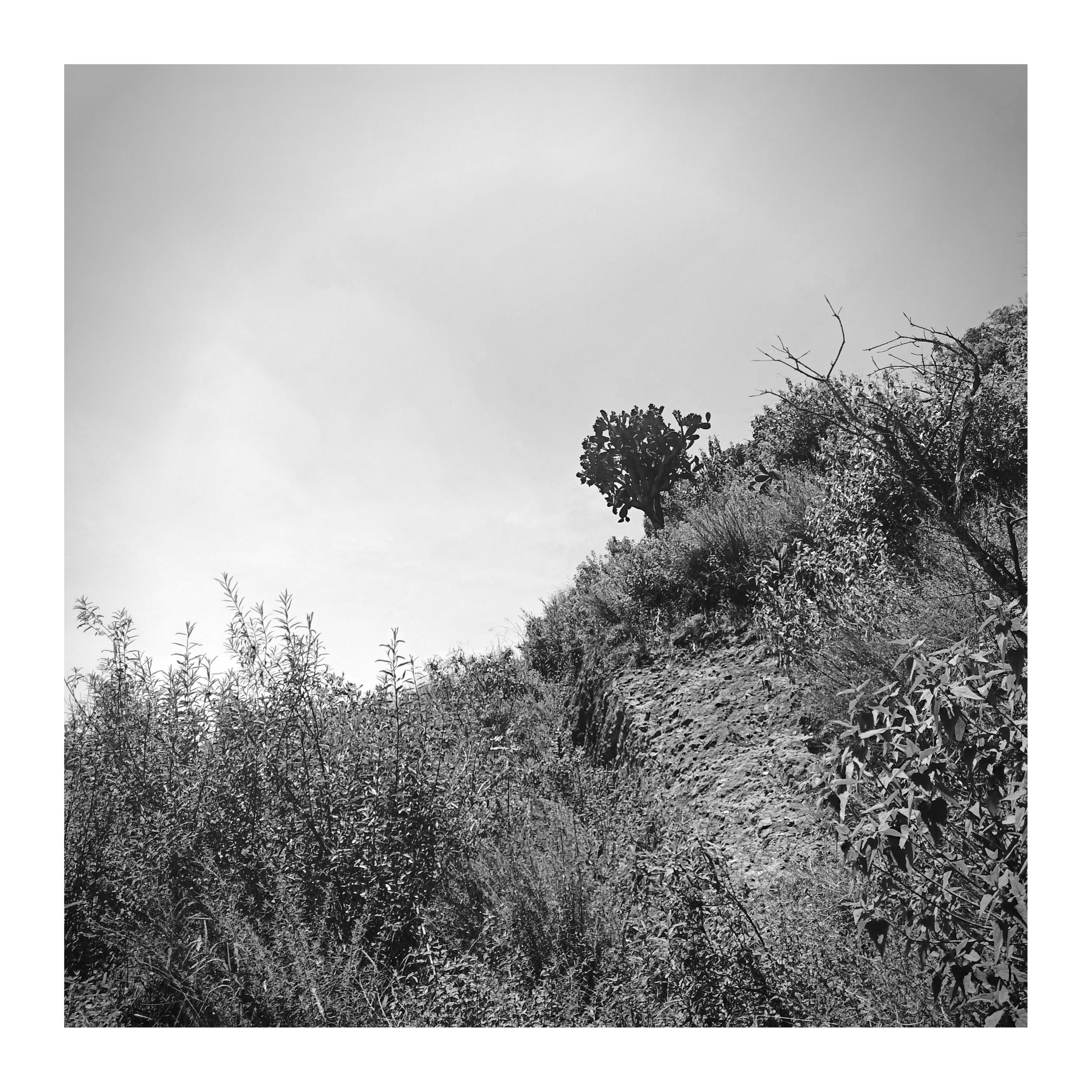 a photo of a curious cacti best known as "Nopal" in a hill where I usually go to hiking and which is like a point of reference where the top is near.