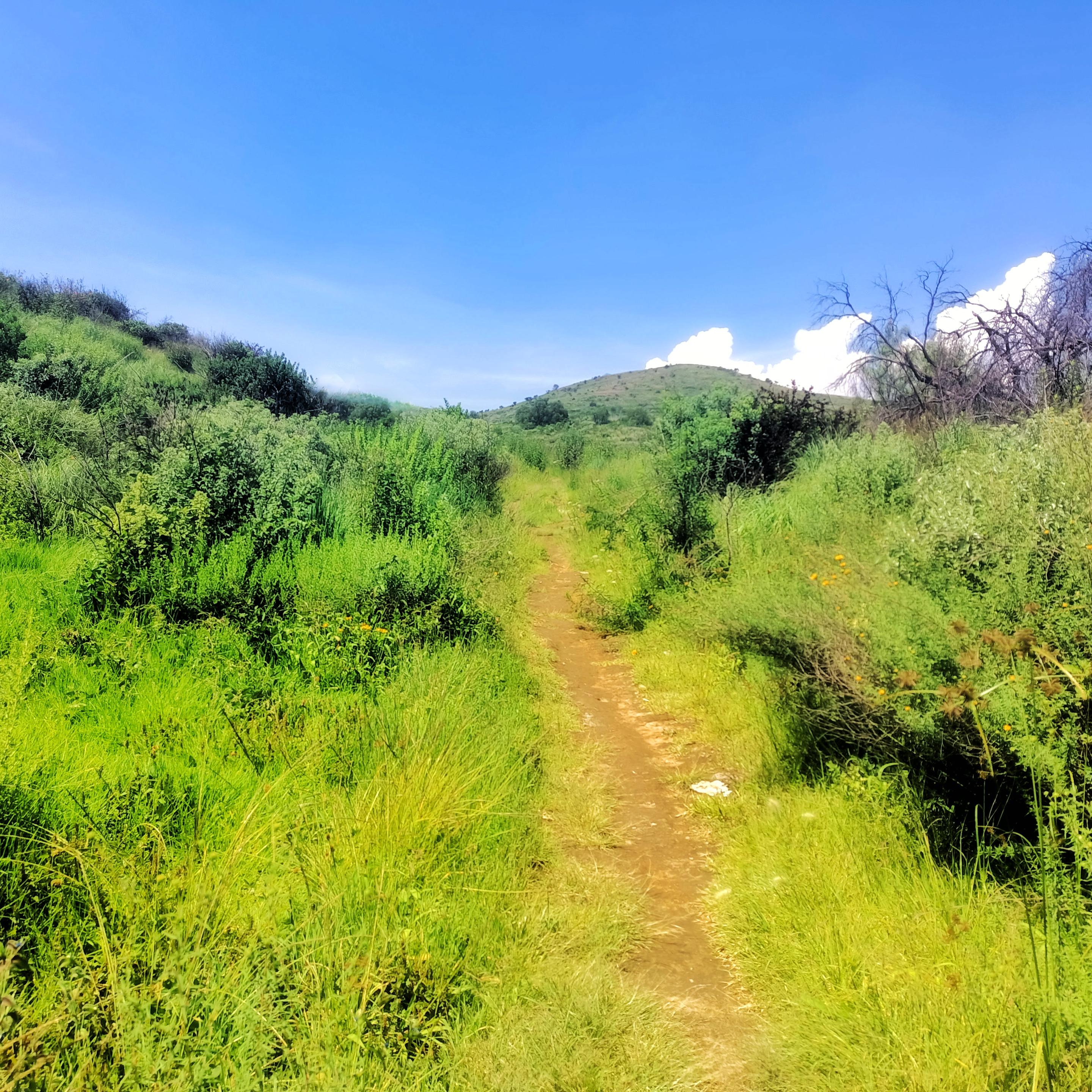 a photo of a lonely trail that crosses a hill towards another in the background.
