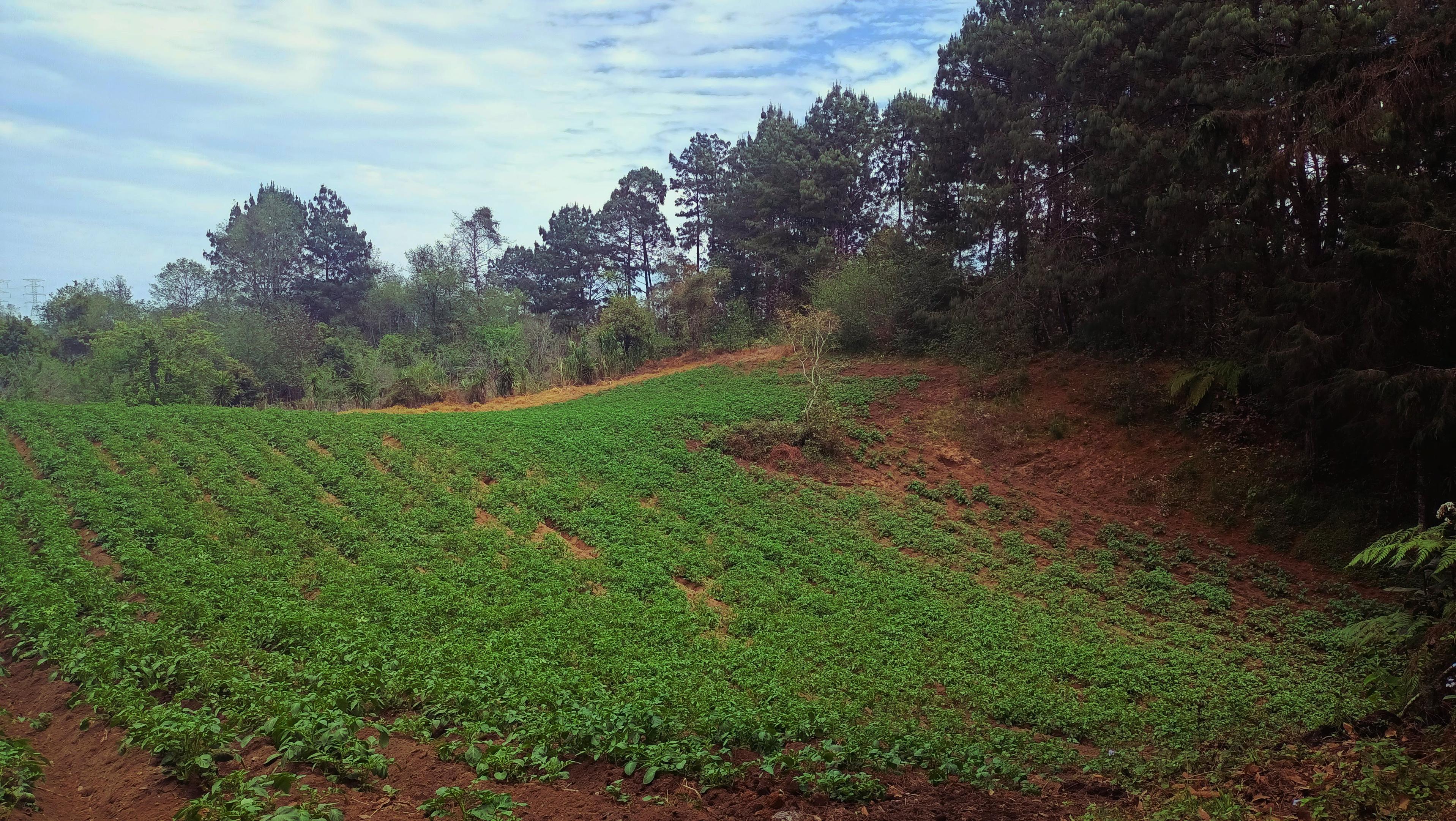 a photo of a potato garden in the countryside.