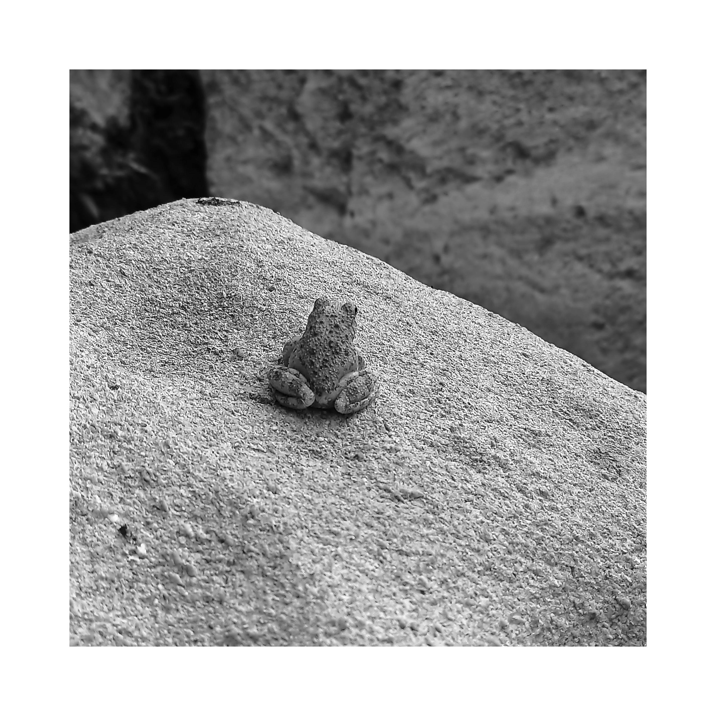 a small frog on a rock that I found during a hike, it was very calm but when it noticed that I was behind it trying to take the photo, it moved quickly making it very difficult to focus.