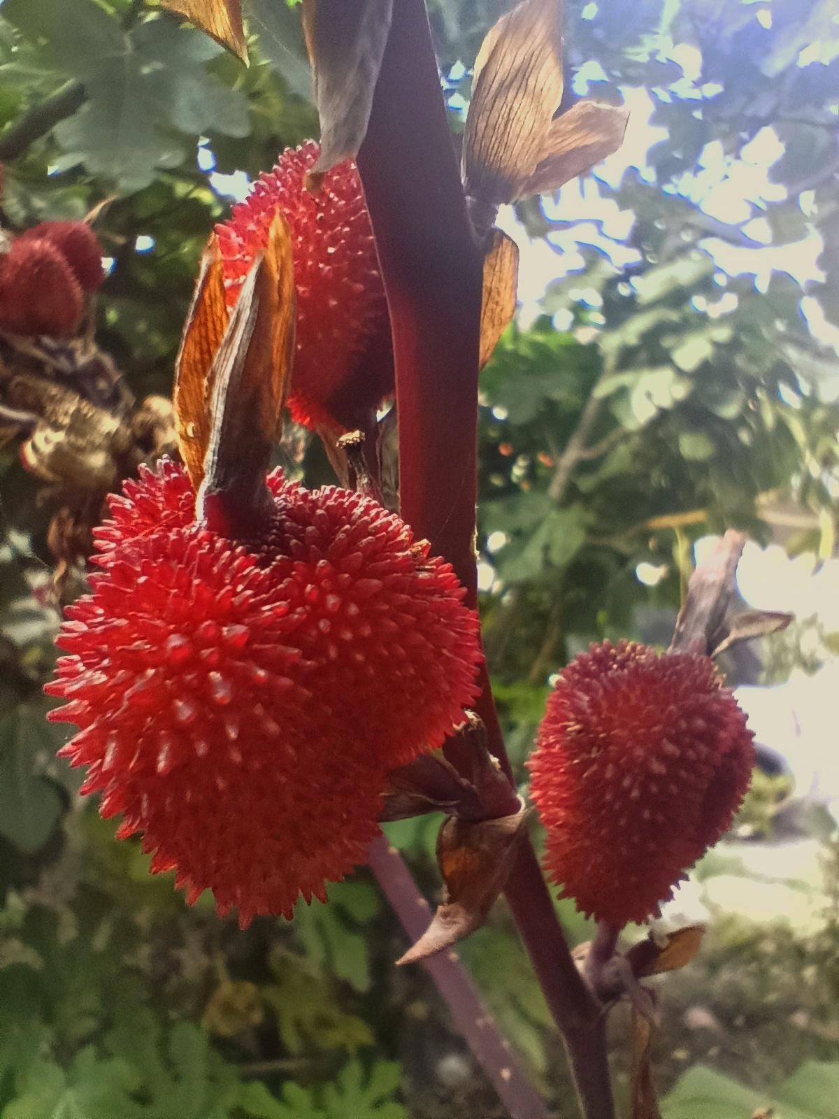 a photo of a tropical fruit called "pulasan" that looks like strawberries