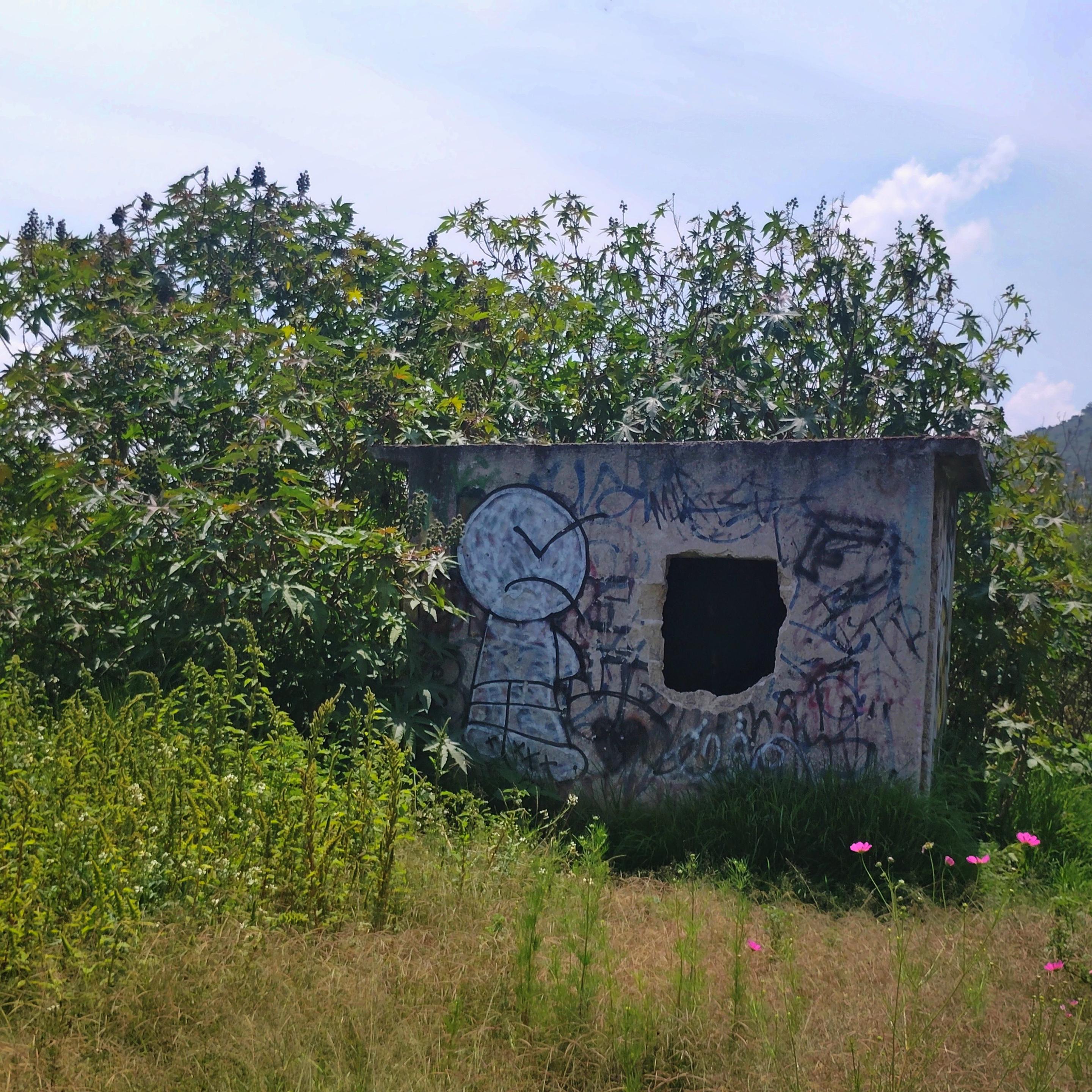 an abandoned room on a hill surrounded by bushes, plants and some insects.