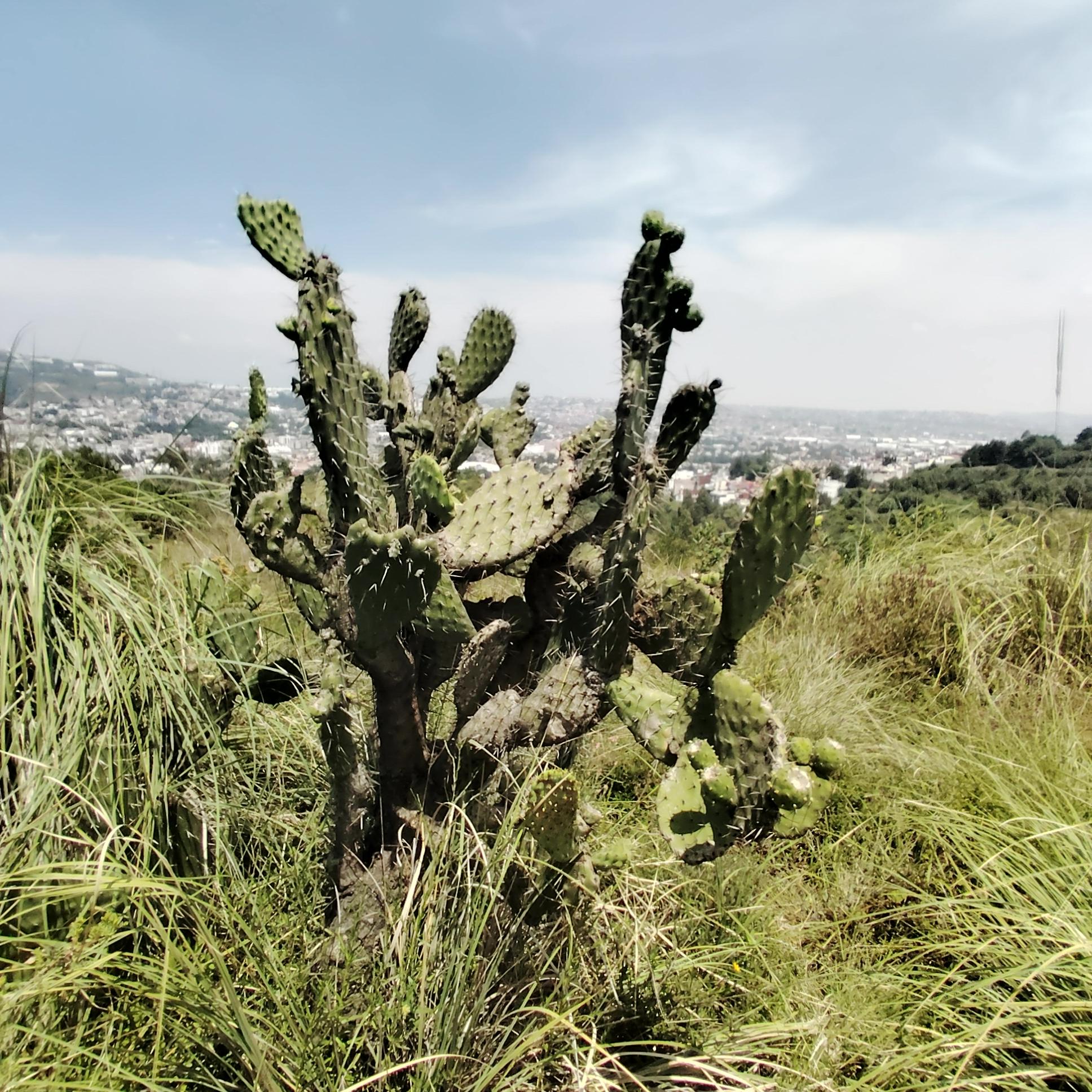 a photo of one of many nopal cactuses around the hills where I usually go to ride my bicycle