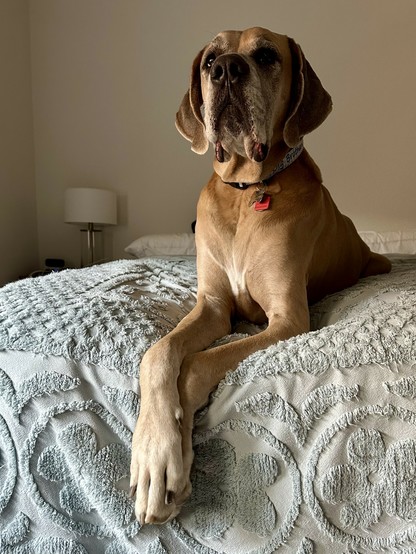 A large dog lying on a bed with a detailed, textured blanket. The dog is looking forward, with its front paws crossed. A lamp and pillows are visible in the background.