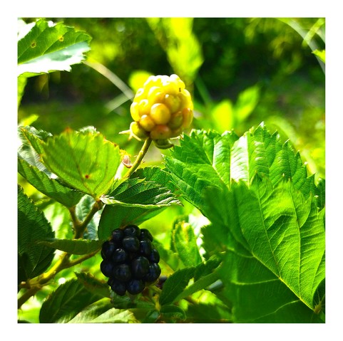 a photo of two blackberries one ripe and one immature, among some leaves in the foreground.