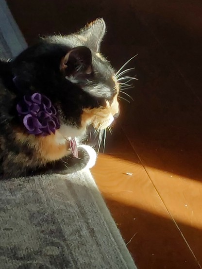 Picture of a a black and brown cat on run sitting in a small patch of sunlight. her whiskers are illuminated against a dark background.