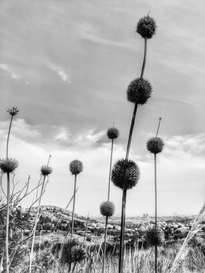 a B&W photo of a set of "seeds of lion" with great height over a hill, and in the background some buildings.
