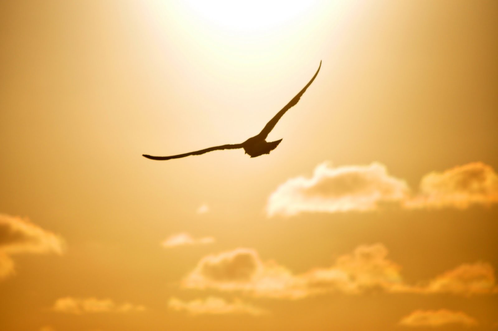 A close-up, silhouetted shot of a bird in flight against a bright, warm-toned sky. The sun is at the top center, creating a strong glow. Below the bird, several clouds are scattered across the golden-orange sky.