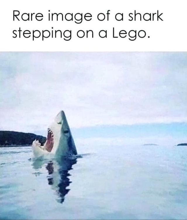 image of great white shark head sticking out if the water. caption reads "rare image of a shark stepping on a Lego"