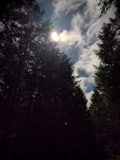 Full moon lighting up a partly cloudy night sky, seen through a gap in a dense evergreen forest