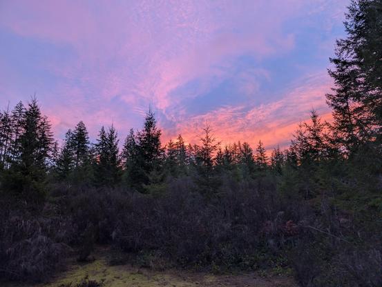 Wispy pink morning clouds above a tree line in an evergreen forest, seen just before sunrise