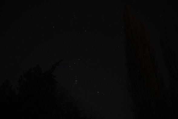 A starry sky, centered on Orion, seen above several tall trees